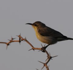 Birds