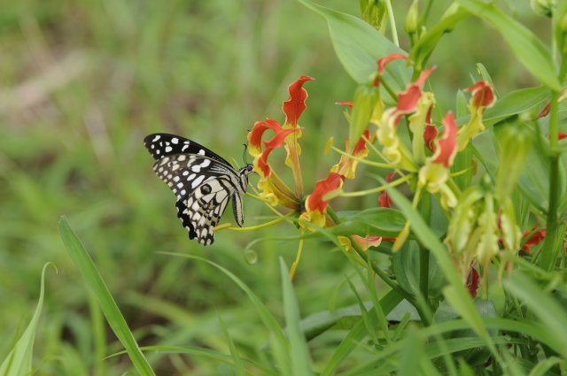 Butterfly