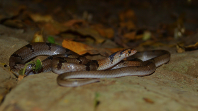 Herpetofauna