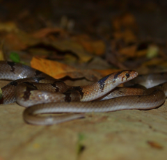 Herpetofauna