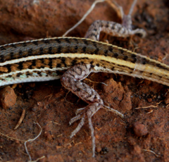 Herpetofauna